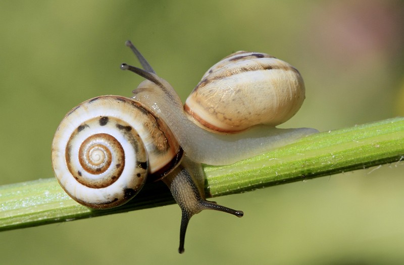 מפגש ענקים