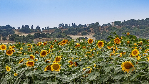 שדה חמניות