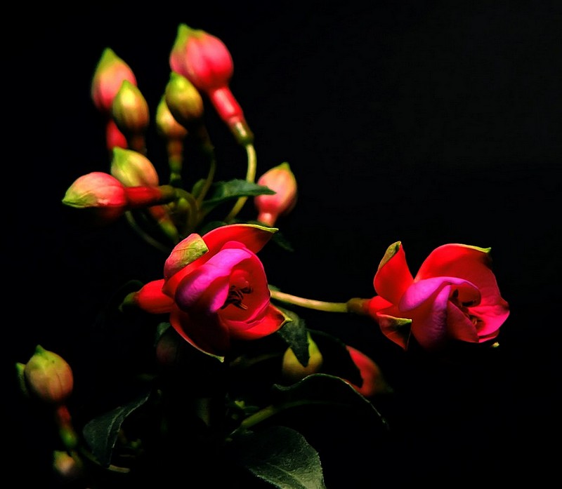 Blooming buds