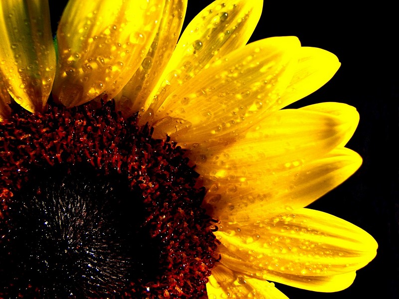 Black eye Susan