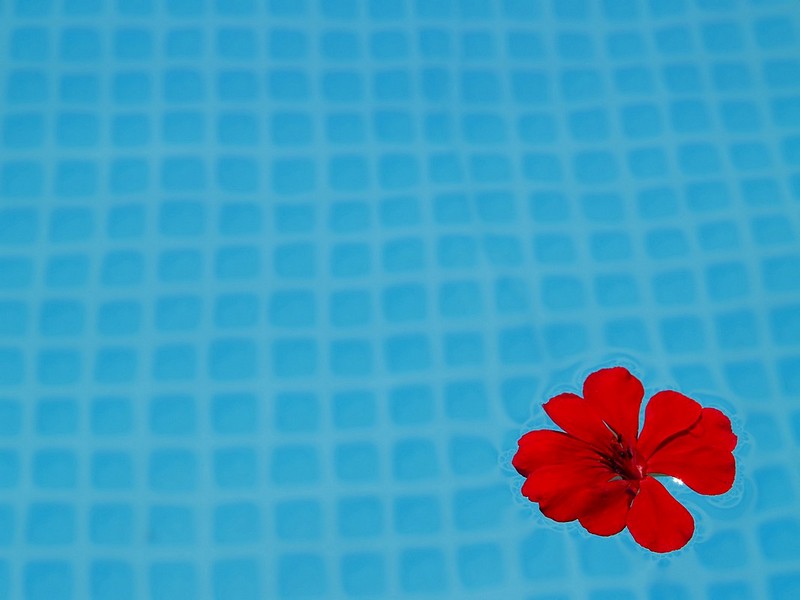 Red flower