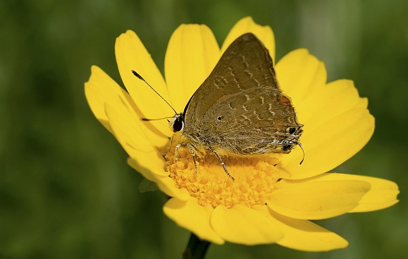YELLOW  על הדרך..