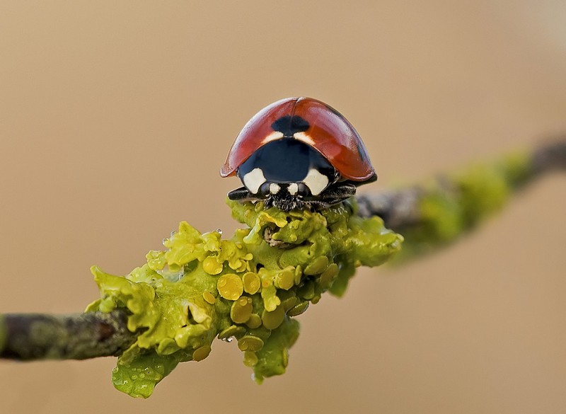 עצרה  להתרעננות