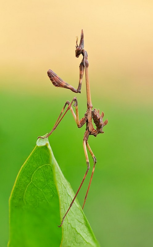 Tall  &  Long  