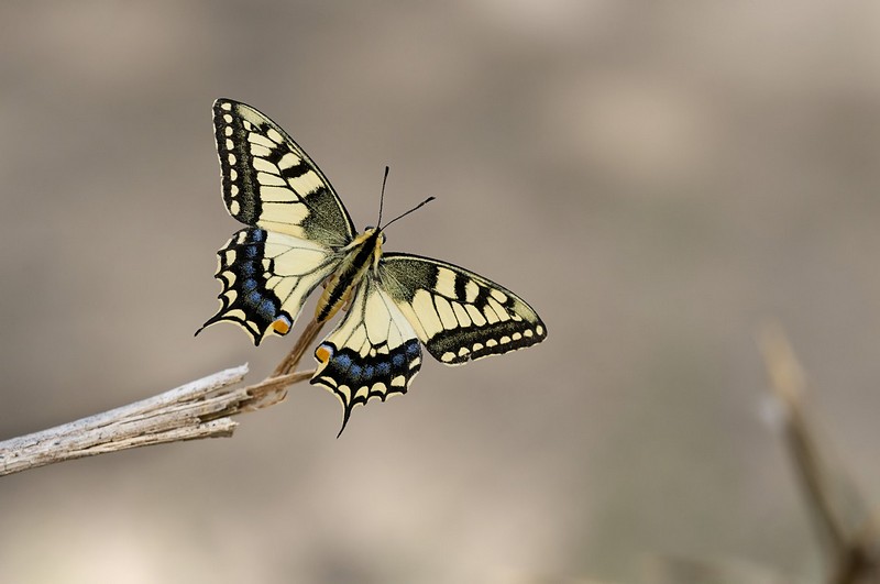 זנב הסנונית בתצפית