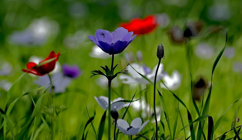 יופיו של הטבע.